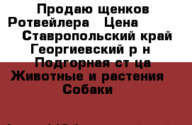 Продаю щенков Ротвейлера › Цена ­ 15 000 - Ставропольский край, Георгиевский р-н, Подгорная ст-ца Животные и растения » Собаки   